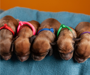 Dachshund Litter for sale in CROWLEY, TX, USA