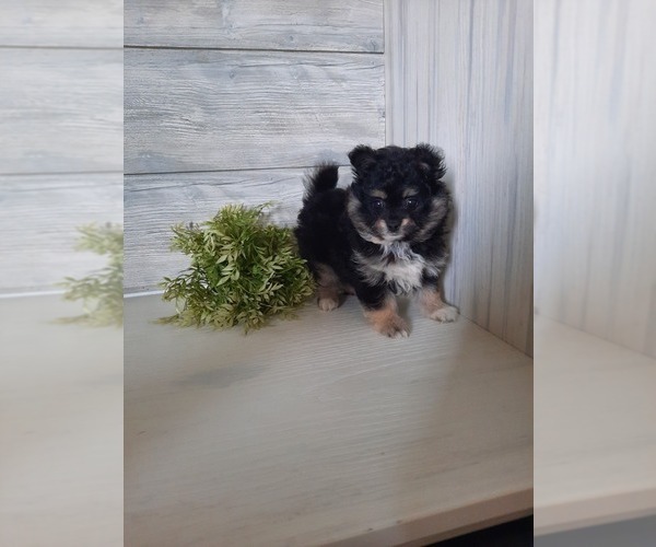 Medium Photo #1 Pomeranian-Poodle (Toy) Mix Puppy For Sale in SHIPSHEWANA, IN, USA