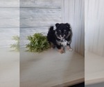 Small Photo #1 Pomeranian-Poodle (Toy) Mix Puppy For Sale in SHIPSHEWANA, IN, USA