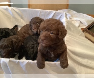 Labradoodle Litter for sale in MBORO, TN, USA