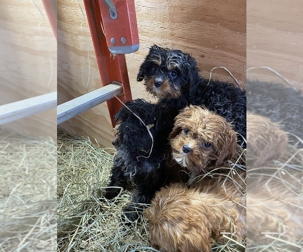 Medium Photo #1 Cavapoo Puppy For Sale in SHIPSHEWANA, IN, USA