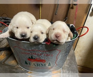 Labrador Retriever Litter for sale in GREAT FALLS, SC, USA