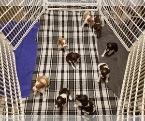 Brittany Litter for sale in TONOPAH, NV, USA