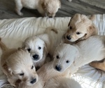 Small Photo #1 Golden Retriever Puppy For Sale in FRANKLINTON, NC, USA