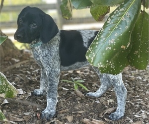German Shorthaired Pointer Litter for sale in GAINESVILLE, GA, USA