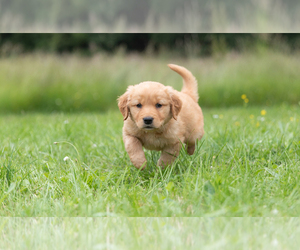 Golden Retriever Litter for sale in POWERS, OR, USA