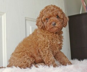 English Cocker Spaniel-Poodle (Miniature) Mix Litter for sale in SALEM, MO, USA