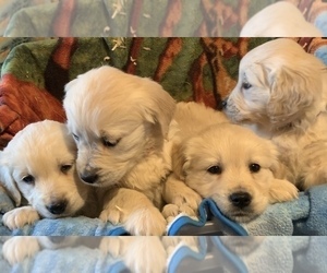 English Cream Golden Retriever Litter for sale in ALPENA, MI, USA