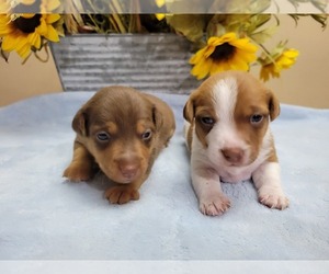 Jack Russell Terrier Litter for sale in CLEWISTON, FL, USA