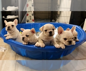 French Bulldog Litter for sale in BERGENFIELD, NJ, USA