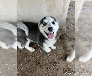 Siberian Husky Litter for sale in PONTOTOC, MS, USA