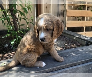 Goldendoodle Litter for sale in FRESNO, CA, USA