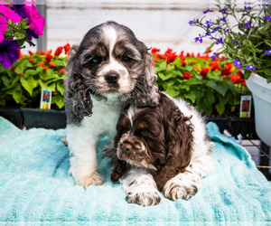 Cocker Spaniel Litter for sale in WAKARUSA, IN, USA