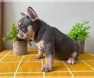 French Bulldog Litter for sale in JERSEY CITY, NJ, USA
