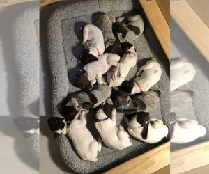 German Shorthaired Pointer Litter for sale in WILLIAMSBURG, MO, USA