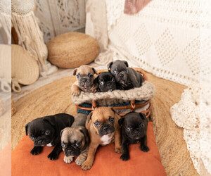 French Bulldog Litter for sale in HARLAN, KY, USA