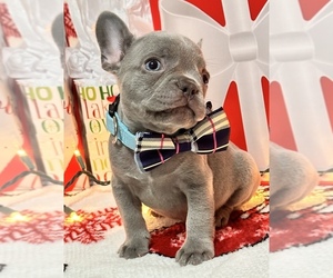 French Bulldog Litter for sale in CAPE CORAL, FL, USA