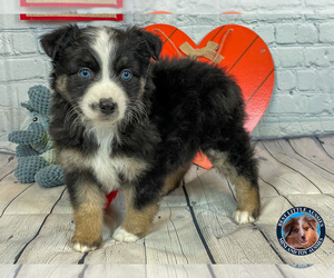 Miniature American Shepherd Litter for sale in GRANBURY, TX, USA