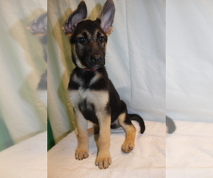 German Shepherd Dog Litter for sale in PATERSON, NJ, USA