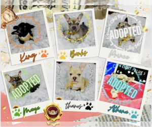 French Bulldog Litter for sale in ATHENS, GA, USA