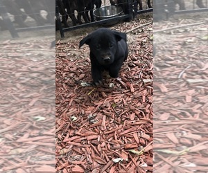 Labrador Retriever Litter for sale in BLOOMFIELD, IA, USA