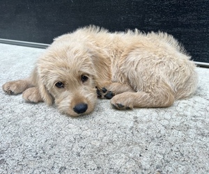 Labradoodle Litter for sale in COPPELL, TX, USA