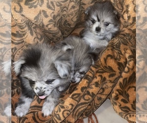 Pomeranian Litter for sale in WINDHAM, ME, USA