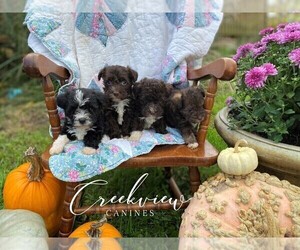 Schnoodle (Miniature) Litter for sale in NIANGUA, MO, USA