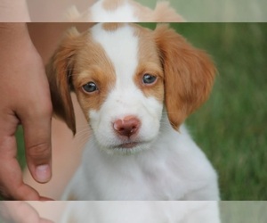 Brittany Litter for sale in NAMPA, ID, USA