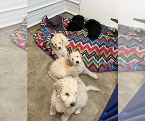 Goldendoodle Litter for sale in PINE BLUFFS, WY, USA