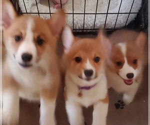 Pembroke Welsh Corgi Litter for sale in KINGMAN, AZ, USA