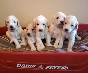 Double Doodle Litter for sale in COALPORT, PA, USA
