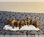 Small Goldendoodle