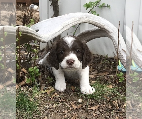 Medium Photo #1 English Springer Spaniel Puppy For Sale in WINDSOR, CO, USA