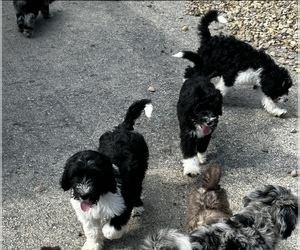 Bernedoodle Litter for sale in CANFIELD, OH, USA