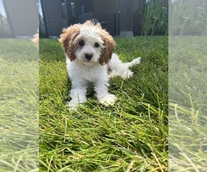 Cavapoo-Poodle (Toy) Mix Litter for sale in HARLAN, IA, USA