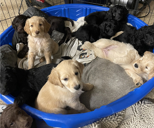 Goldendoodle Litter for sale in MYRTLE BEACH, SC, USA