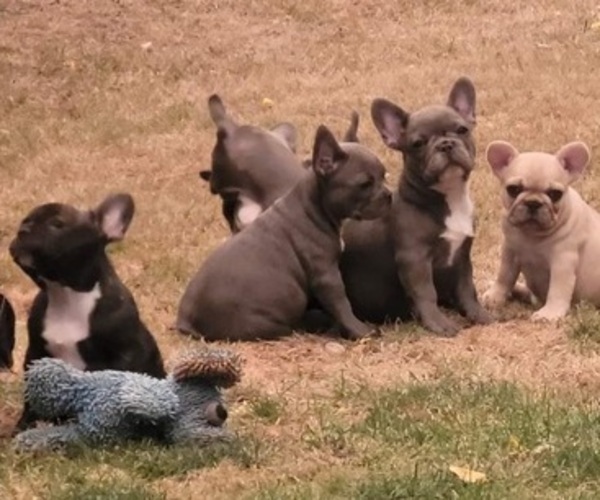 Medium Photo #1 French Bulldog Puppy For Sale in SPRINGFIELD, OR, USA
