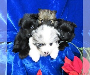 Pomeranian Litter for sale in GROVESPRING, MO, USA