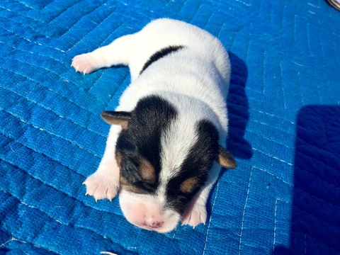 Medium Photo #1 Jack Russell Terrier Puppy For Sale in KINSLEY, KS, USA