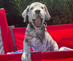 Great Dane Litter for sale in BARBERTON, OH, USA