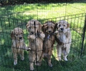 Goldendoodle Litter for sale in GRAHAM, WA, USA