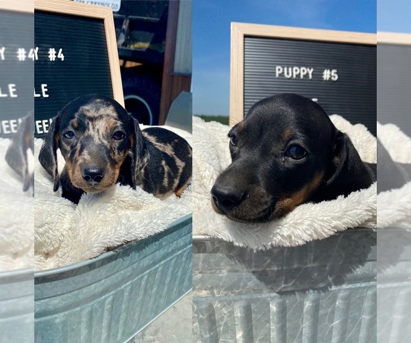Medium Photo #1 Dachshund Puppy For Sale in CONCORDIA, MO, USA