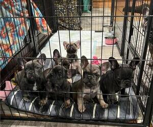 French Bulldog Litter for sale in BALTIMORE, MD, USA