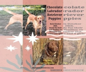 Labrador Retriever Litter for sale in BROWNS VALLEY, CA, USA