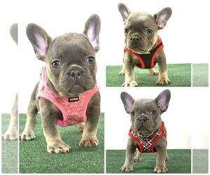 French Bulldog Litter for sale in ONTARIO, CA, USA