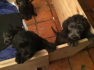 Labradoodle Litter for sale in FLINT, TX, USA