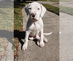 Dogo Argentino Litter for sale in KATY, TX, USA