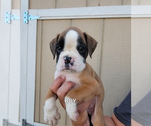 Boxer Litter for sale in ARROWHEAD FARMS, CA, USA