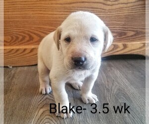 Labrador Retriever Litter for sale in CATO, NY, USA